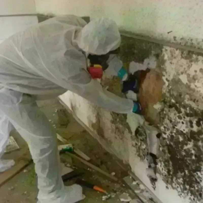 Mold Remediation and Removal in Marysville, WA